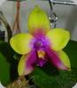 Phal. Mituo Prince